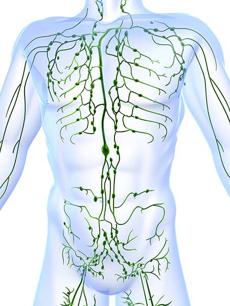 The Lymphatic System And Why It Matters