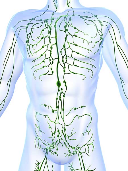 lymphatic system drainage patterns